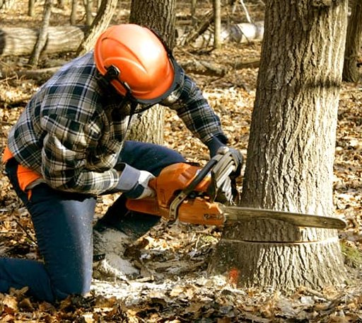 Tree Removal in Caldwell, KS